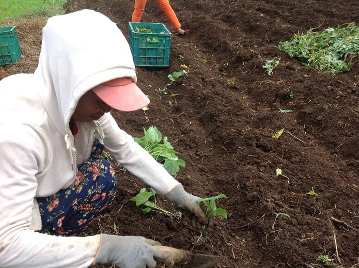 Farmer Transplanting Cutting.jpg