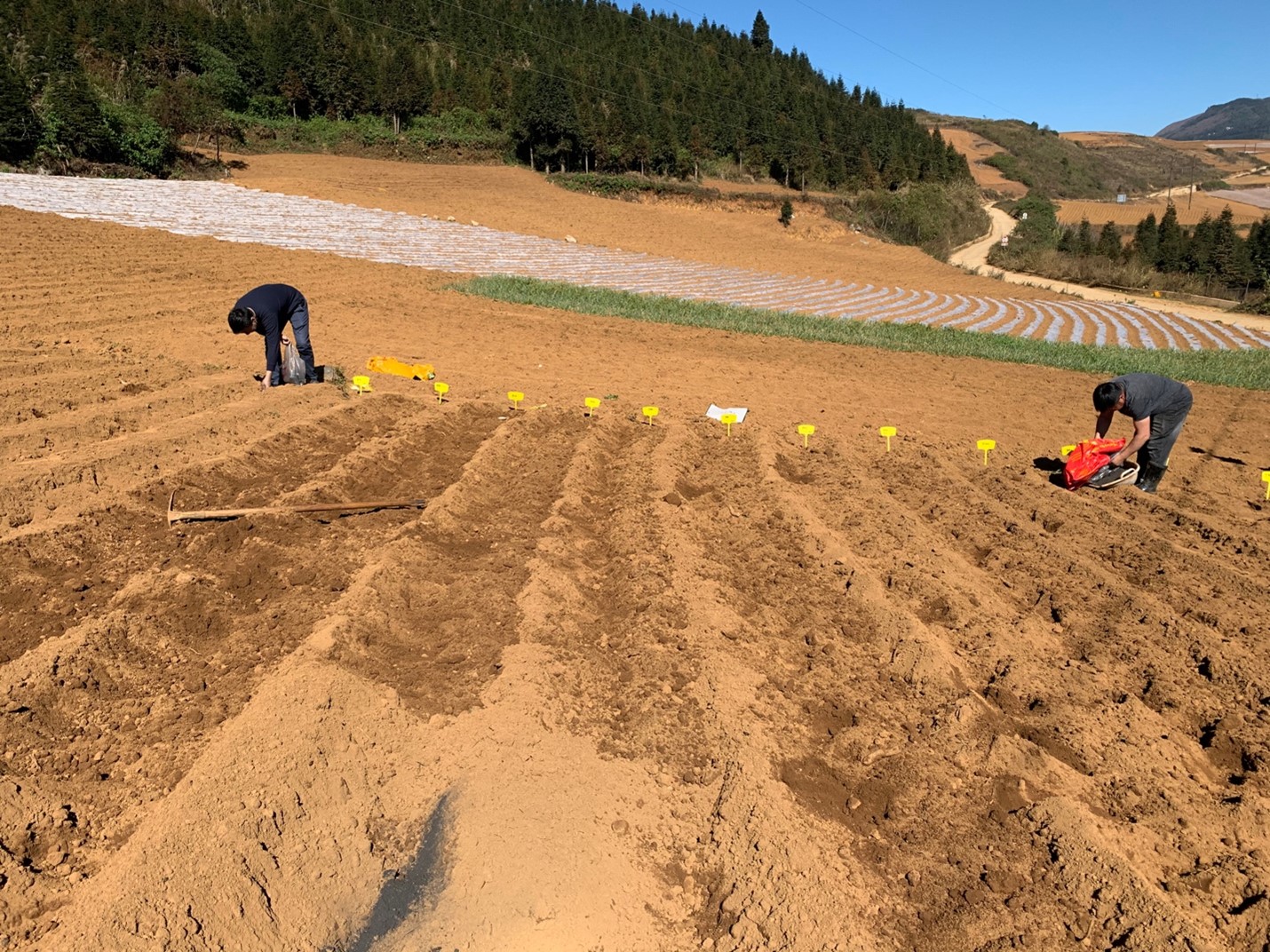 Planting an experiment with new advanced clones for adaptation, yield and processing quality..jpg