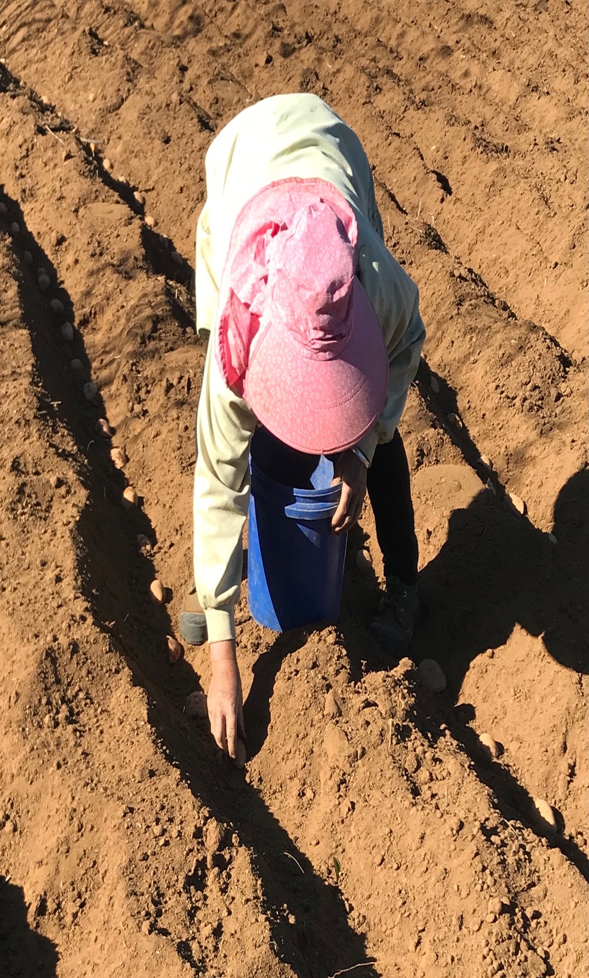 Planting the seed potatoes.jpg