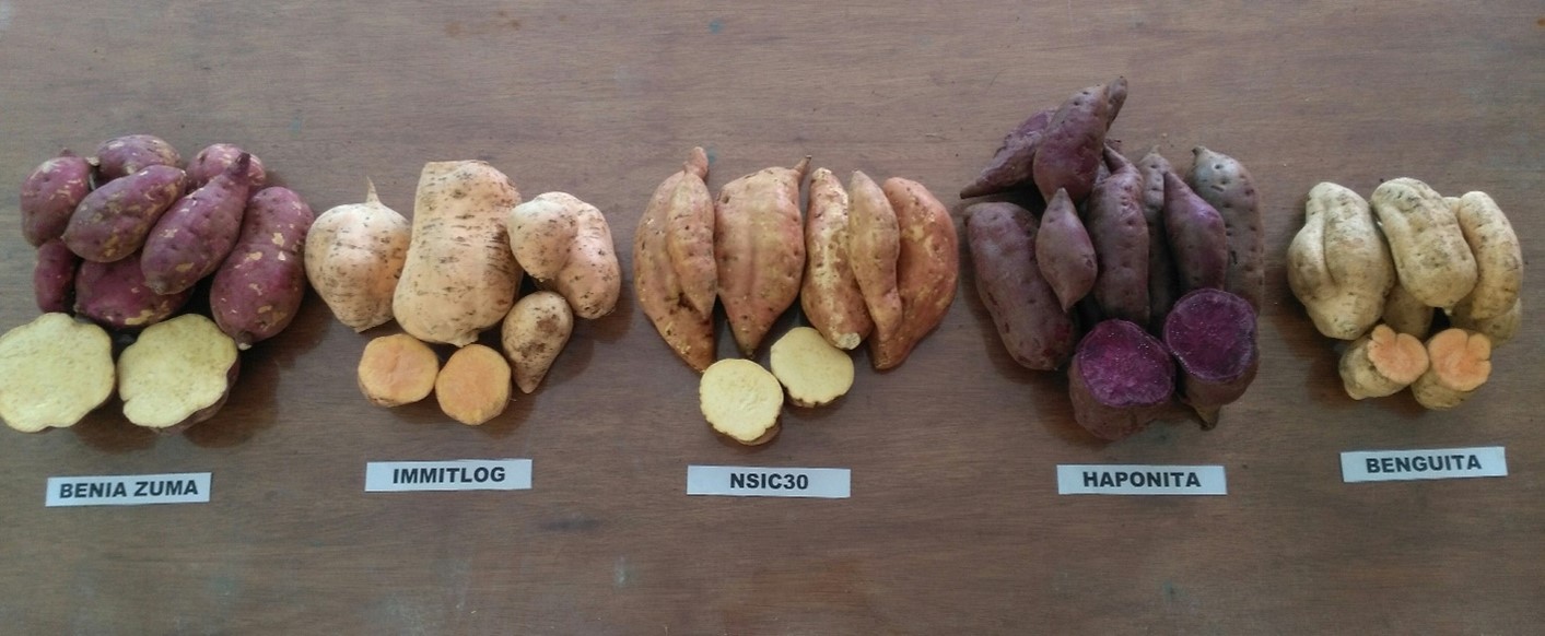 five newly introduced popular sweet potato varieties..jpg