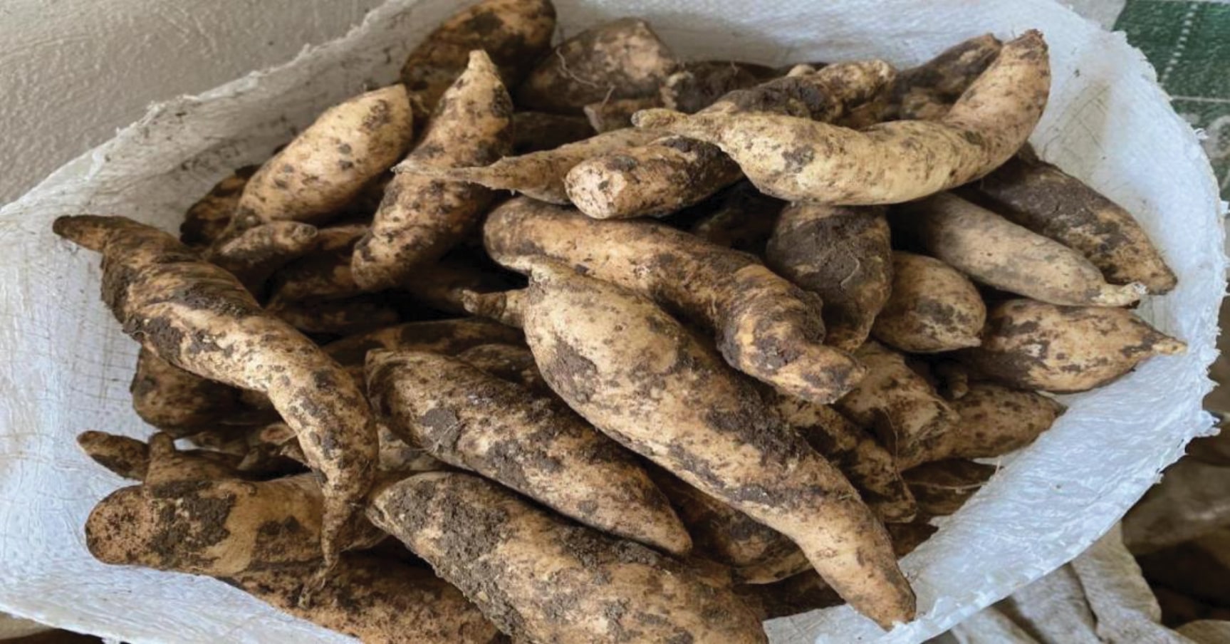 Flour from Unmarketable Sweet Potatoes