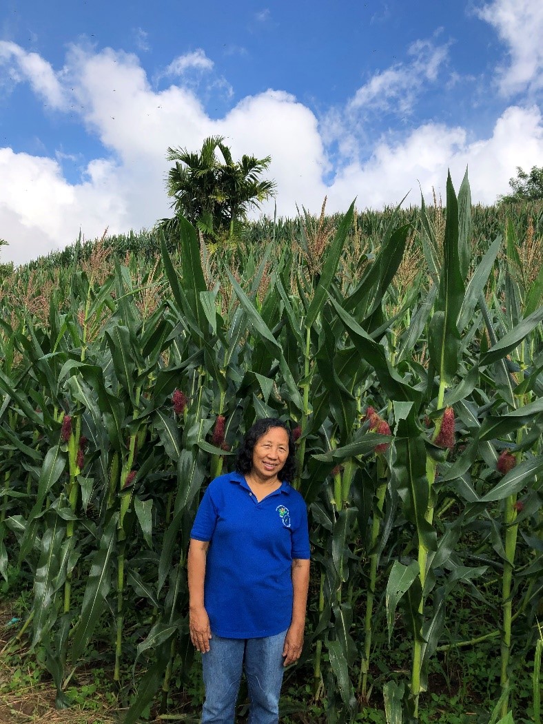 Research on GMO maize on Negros, Philippines: advantages and roadblocks